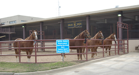 Horse sex in in Dallas